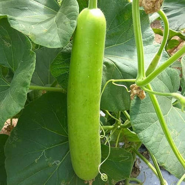 Green Bottle Gourd Vegetable Seeds for Easy Planting