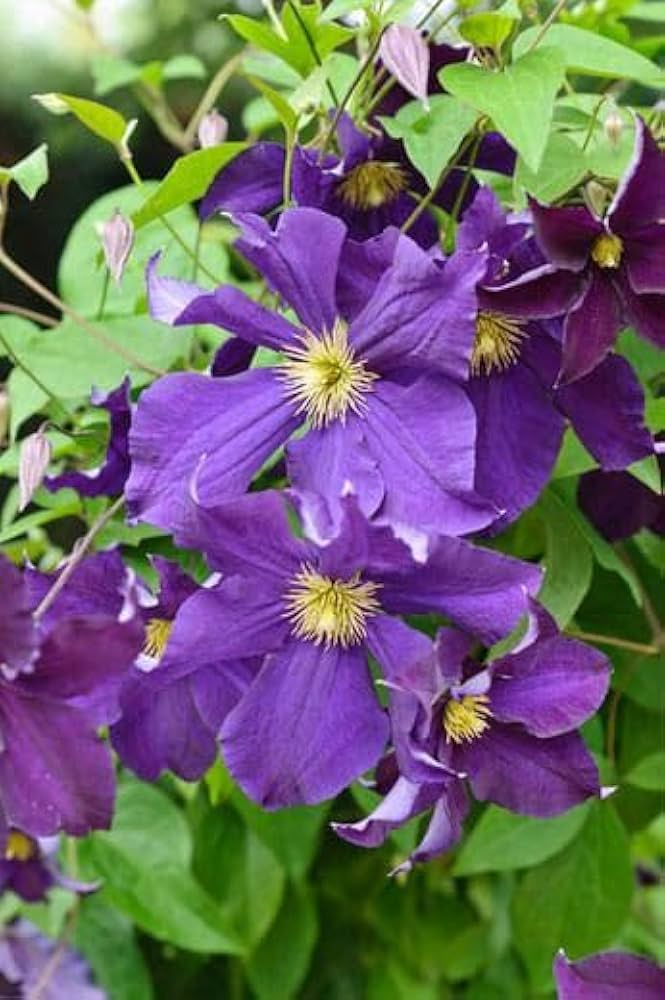 Clematis Purple Flower seeds for Planting - Wildflower Mix, Heirloom & GMO Free Seeds for Home Garden