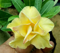 Red Light Yellow Adenium Flower Seeds for Planting Drought Tolerant Heirloom & GMO Free Seeds for Home Garden
 
 Sale