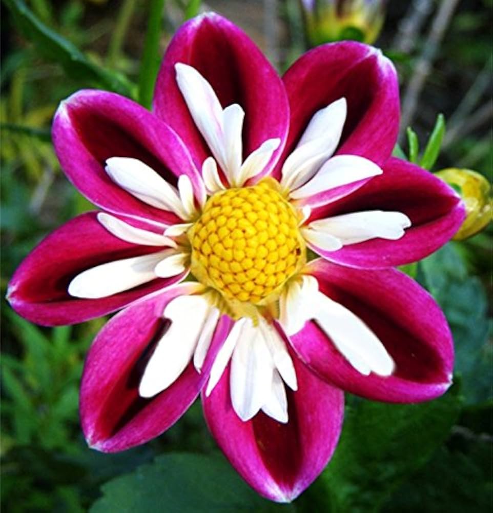 Dahlia Flower seeds for Planting Low Maintenance Heirloom & GMO Free Seeds for Home Garden