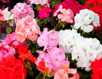 Multi-Colour Geranium Flower seeds for Planting - Low Maintenance, Heirloom & GMO Free Seeds for Home Garden