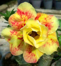Pink Yellow Adenium Obesum Seeds for Planting Premium Quality Heirloom & GMO Free Seeds for Home Garden
 
 Sale