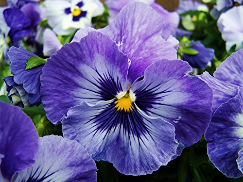 Pansy Blue Flower seeds for Planting - Wildflower Mix, Heirloom & GMO Free Seeds for Home Garden