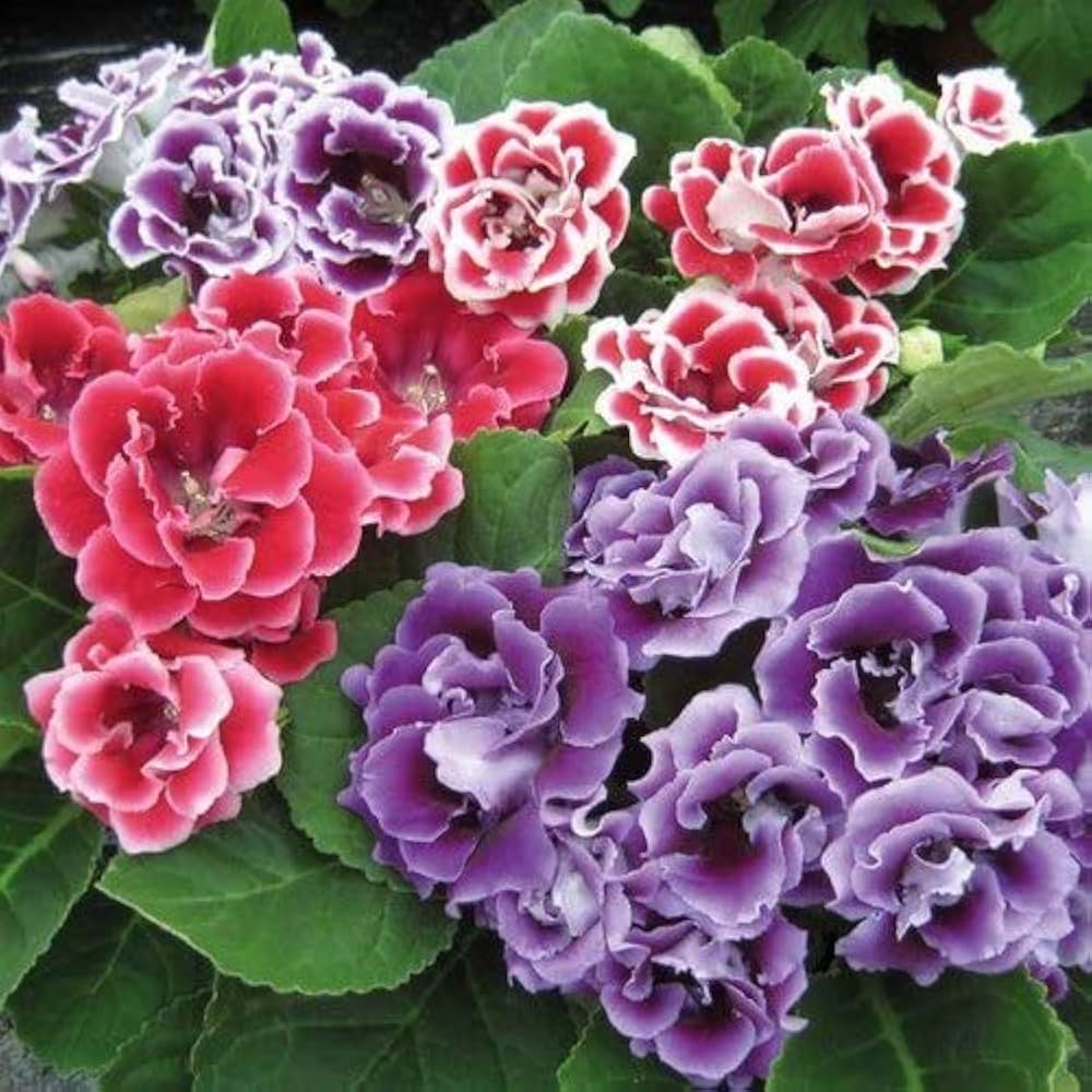 Gloxinia Flower seeds for Planting Drought Tolerant Heirloom & GMO Free Seeds for Home Garden