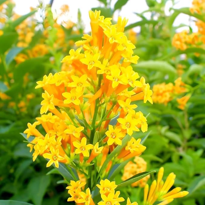 Yellow Yanosik Flower seeds for Planting Shade Tolerant Heirloom & GMO Free Seeds for Home Garden 
 
 Sale