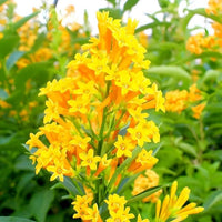 Yellow Yanosik Flower seeds for Planting Shade Tolerant Heirloom & GMO Free Seeds for Home Garden 
 
 Sale