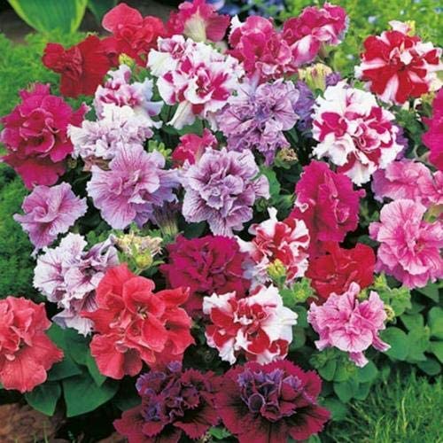Mixed Double Petunia Flower Seeds for Planting Heirloom NONGMO Vibrant Garden Blooms 
 
 Sale