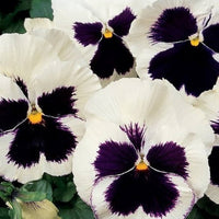 Viola Silverbride Swiss Giant Flower Seeds for Garden Decoration