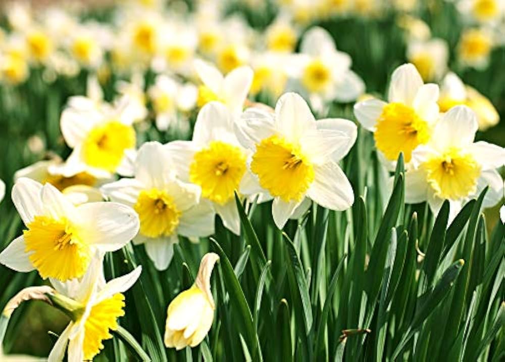 Narcissus Tazetta Flower seeds for Planting - Vibrant Colors, Heirloom & GMO Free Seeds for Home Garden