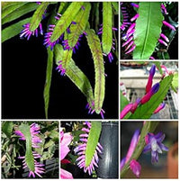 Green Wittia Amazonica Flower seeds for Planting - Fragrant Blossoms, Heirloom & GMO Free Seeds for Home Garden
 
 Sale seeds for home garden