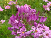 Lavender Sparkler Flower seeds for Planting - Low Maintenance, Heirloom & GMO Free Seeds for Home Garden