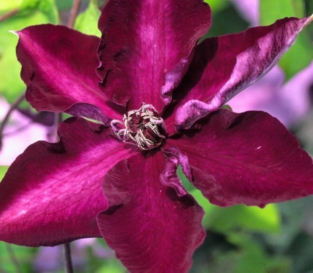 Dark Pink Clematis Flower Seeds Flower seeds for Planting Shade Tolerant Heirloom & GMO Free Seeds for Home Garden