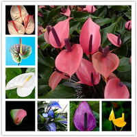 Multi Color Anthurium Flower Seeds for Planting Seasonal Bloomer Heirloom & GMO Free Seeds for Home Garden
 
 Sale
