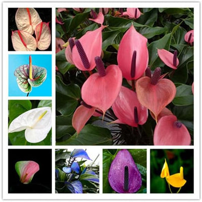 100 Pcs