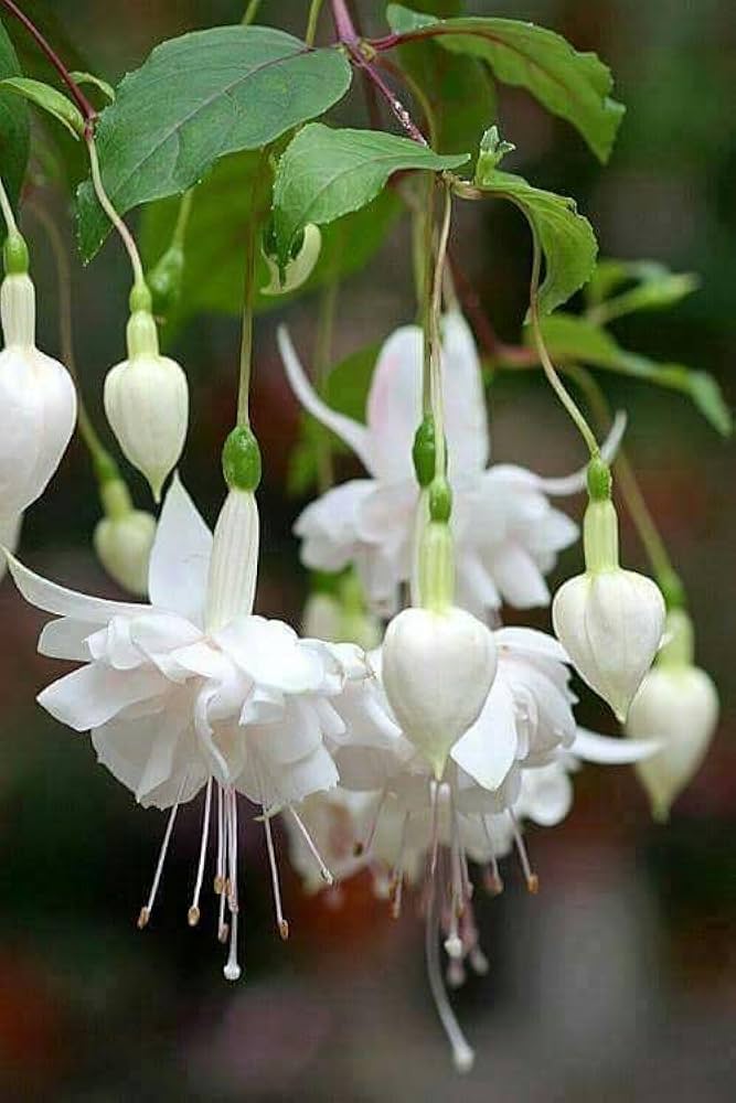 White Fuchsias Flower Seeds for Planting Sun Loving Heirloom & GMO Free Seeds for Home Garden
 
 Sale