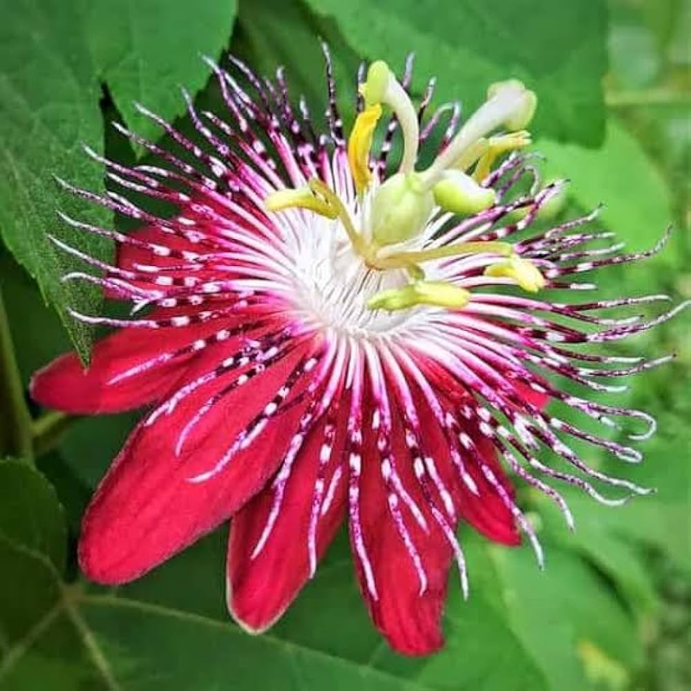 Passiflora Flower seeds for Planting Hardy Variety Heirloom & GMO Free Seeds for Home Garden