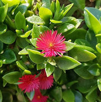 Aptenia Cordifolia Flower seeds for Planting - Seasonal Bloomer, Heirloom & GMO Free Seeds for Home Garden