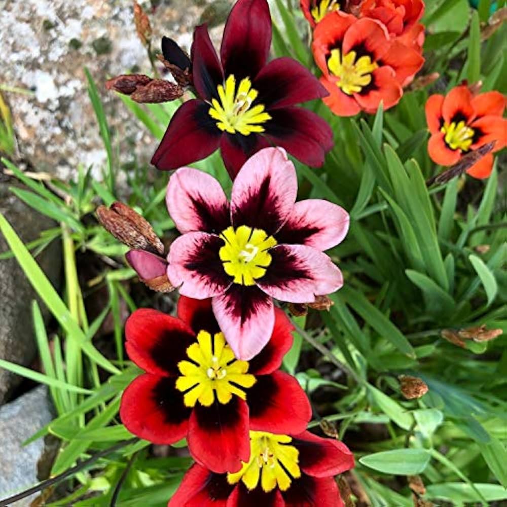 Sparaxis Tricolor Rose Flower seeds for Planting Colorful Display Heirloom & GMO Free Seeds for Home Garden 
 
 Sale