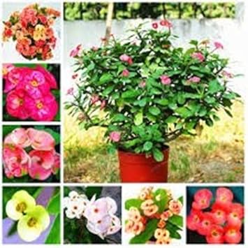Mixed Euphorbia Milii Hybrid Flower seeds for Planting - Premium Quality, Heirloom & GMO Free Seeds for Home Garden
 
 Sale seeds for home garden