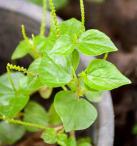 Peperomia Pellucida Rau Cang Cua Flower seeds for Planting - Fragrant Blossoms, Heirloom & GMO Free Seeds for Home Garden
