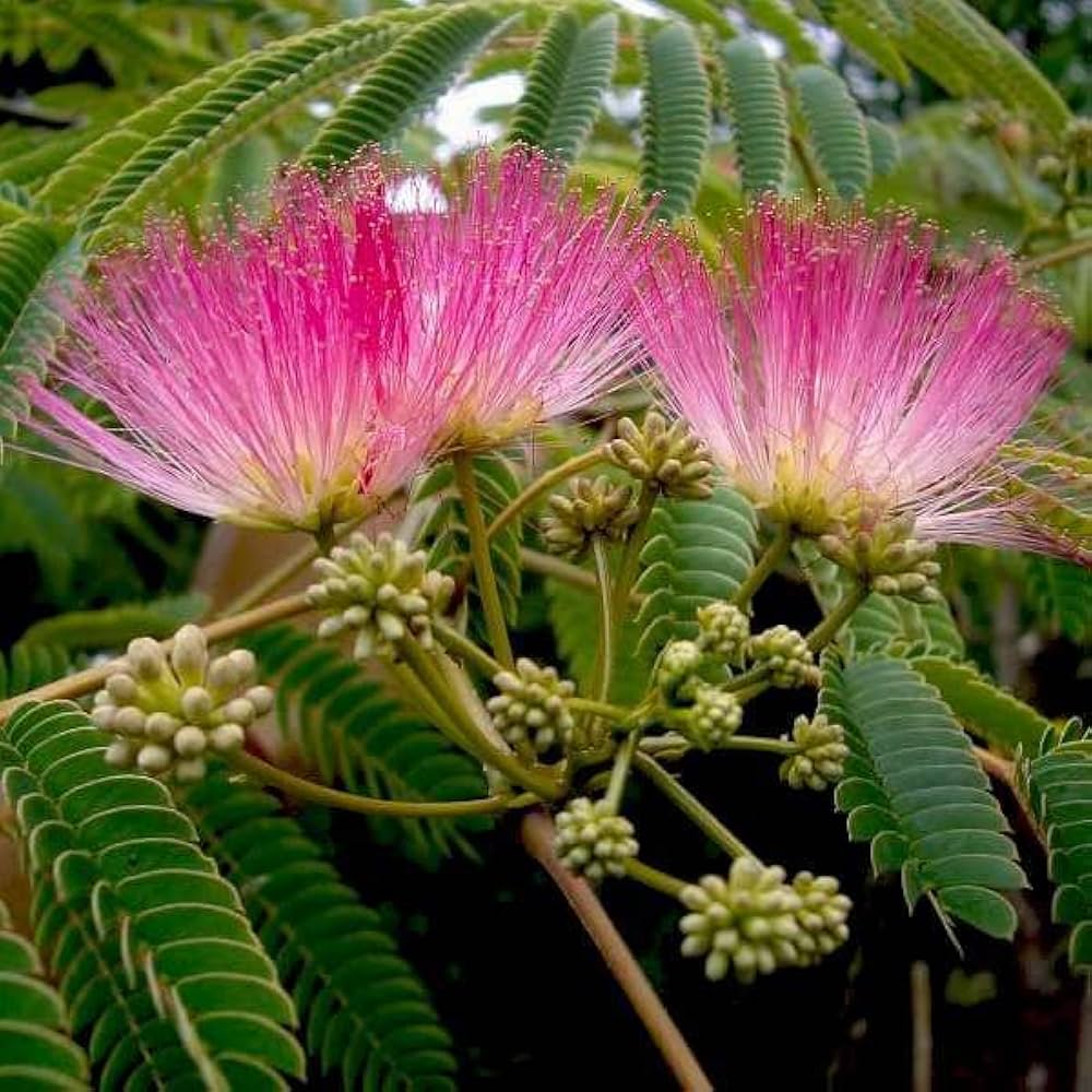 Albizia Flower seeds for Planting Colorful Display Heirloom & GMO Free Seeds for Home Garden 
 
 Sale