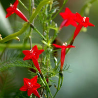 Star Creeper Flower Planting Seeds Collection