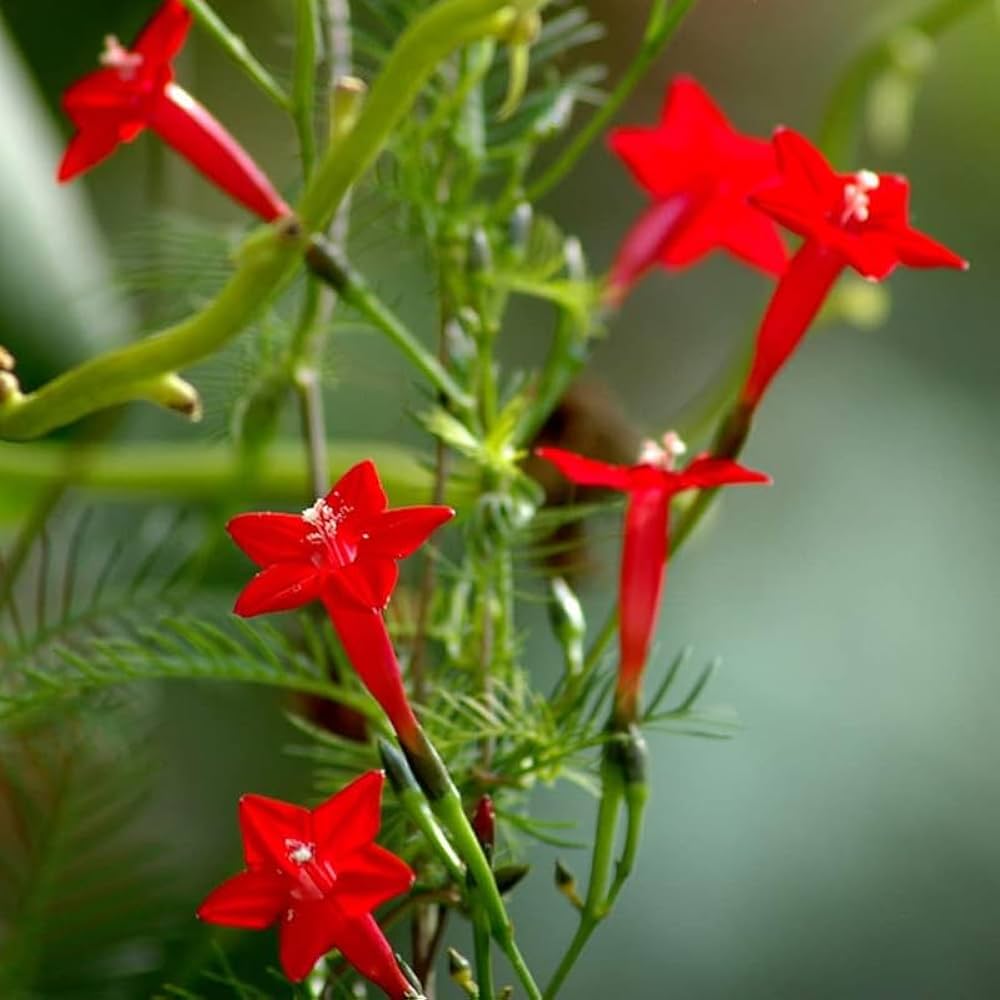 Fern Red Flower Planting Seeds  Vibrant Perennial Flowers for Your Garden