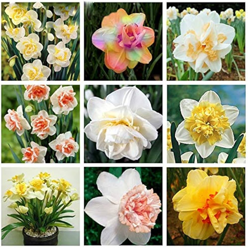 Mixed Double Petals Narcissus Daffodil Flower Seeds for Planting Easy to Grow Heirloom & GMO Free Seeds for Home Garden
 
 Sale