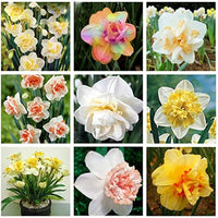 Mixed Double Petals Narcissus Daffodil Flower Seeds for Planting Easy to Grow Heirloom & GMO Free Seeds for Home Garden
 
 Sale