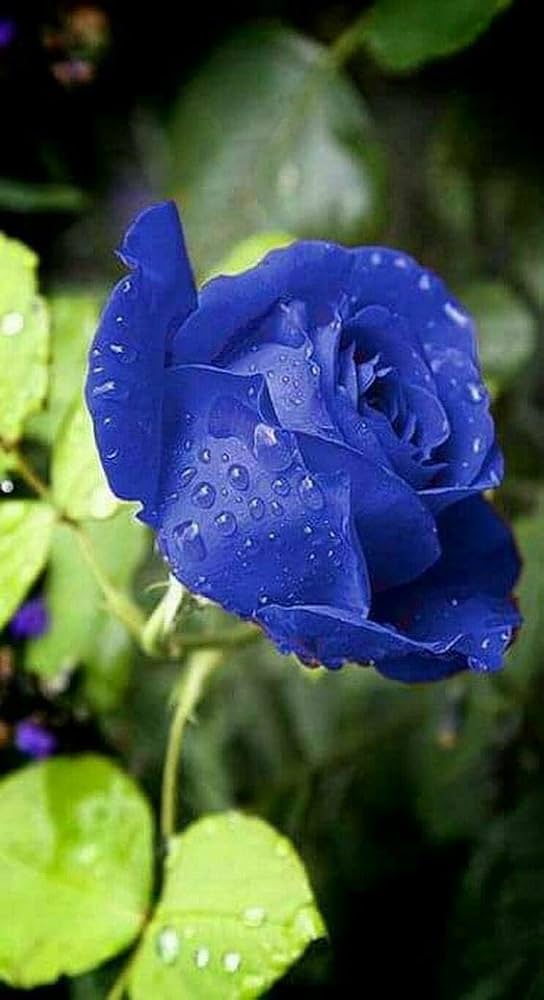 Blue Germany Rose Flower Seeds for Planting Compact Growth Heirloom & GMO Free Seeds for Home Garden
 
 Sale