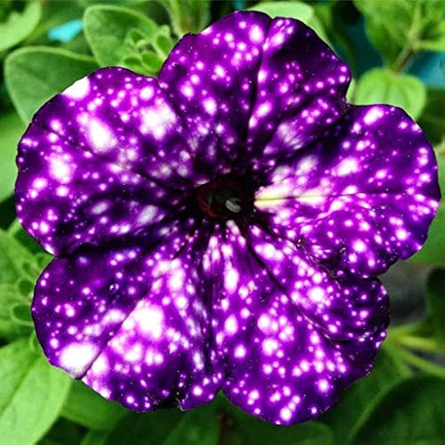 Dark Violet Starry Petunia Seeds for Spring Planting