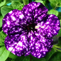 Dark Violet Starry Petunia Seeds for Spring Planting