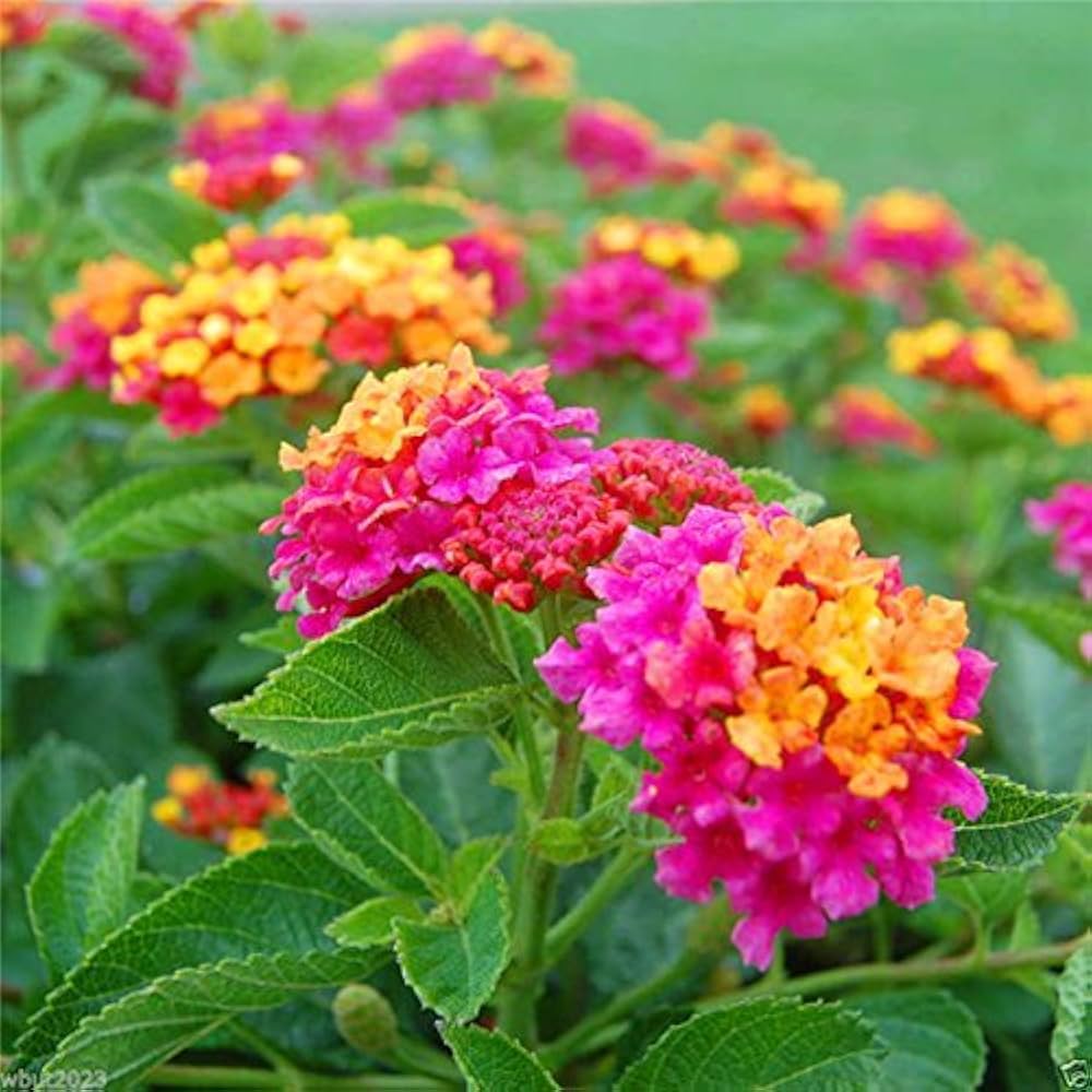 Camara Flower seeds for Planting Cut Flower Favorite Heirloom & GMO Free Seeds for Home Garden 
 
 Sale