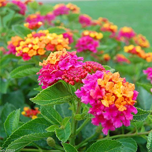 Lantana Mix Flower Planting Seeds for a Colorful Garden