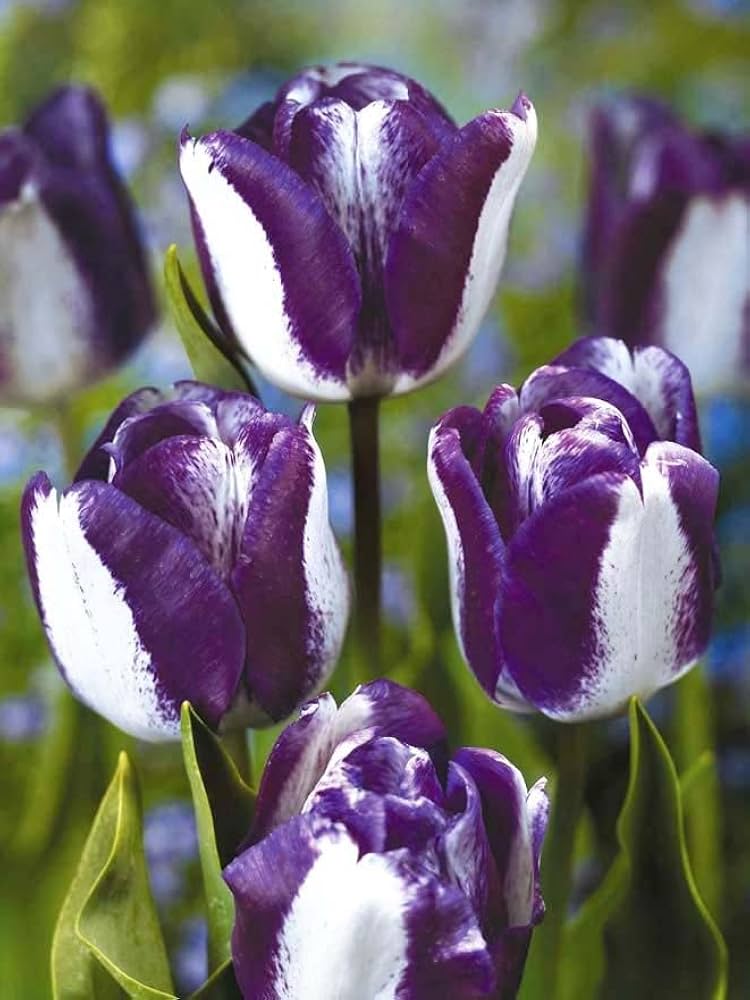 White Lavender Tulip Flower seeds for Planting Drought Tolerant Heirloom & GMO Free Seeds for Home Garden