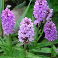 Dactylorhiza Flower seeds for Planting - Low Maintenance, Heirloom & GMO Free Seeds for Home Garden