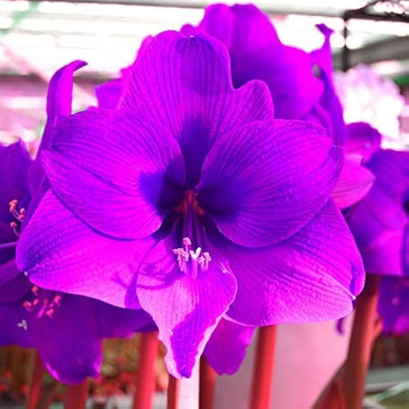 Violet Amaryllis Flower seeds for Planting Shade Tolerant Heirloom & GMO Free Seeds for Home Garden