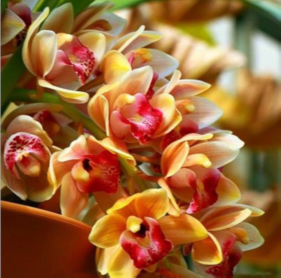 Orange Cymbidium Orchid Seeds - Elegant Blooms for Planting