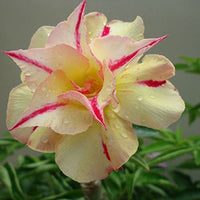 Red Light Yellow Adenium Flower Seeds for Planting Drought Tolerant Heirloom & GMO Free Seeds for Home Garden
 
 Sale