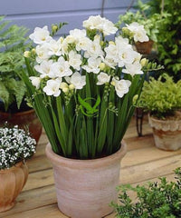 White Freesia Indoor Potted Flower Seeds