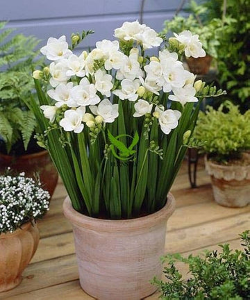 White Freesia Indoor Potted Flower Seeds