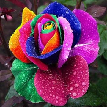 Mixed Holland Rose Flower Seeds for Planting Garden Favorite Heirloom & GMO Free Seeds for Home Garden
 
 Sale