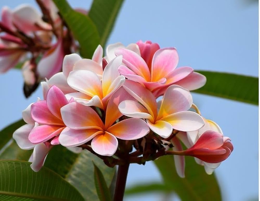 Red & White Frangipani Flower seeds for Planting - Pollinator Friendly, Heirloom & GMO Free Seeds for Home Garden