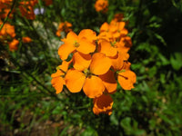 Orange Cheiranthus Flower seeds for Planting Wildflower Mix Heirloom & GMO Free Seeds for Home Garden 
 
 Sale