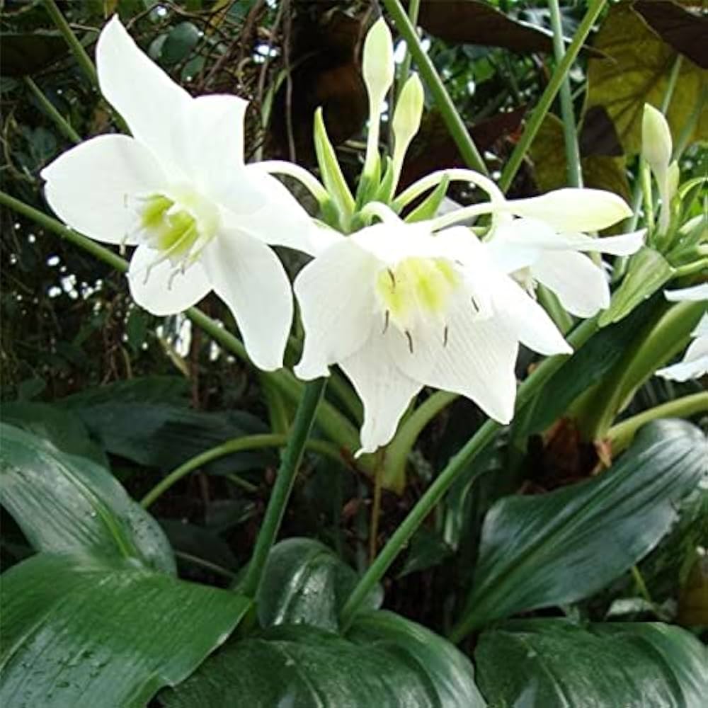 Perfume Lily Flower Seeds for Fragrant, Elegant Blooms