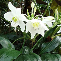Perfume Lily Flower Seeds for Fragrant, Elegant Blooms