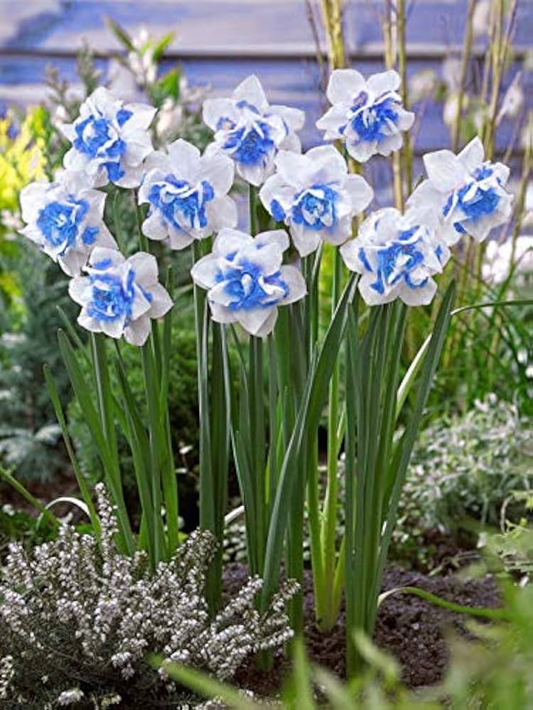 Blue and White Daffodils Flower Seeds for Planting
