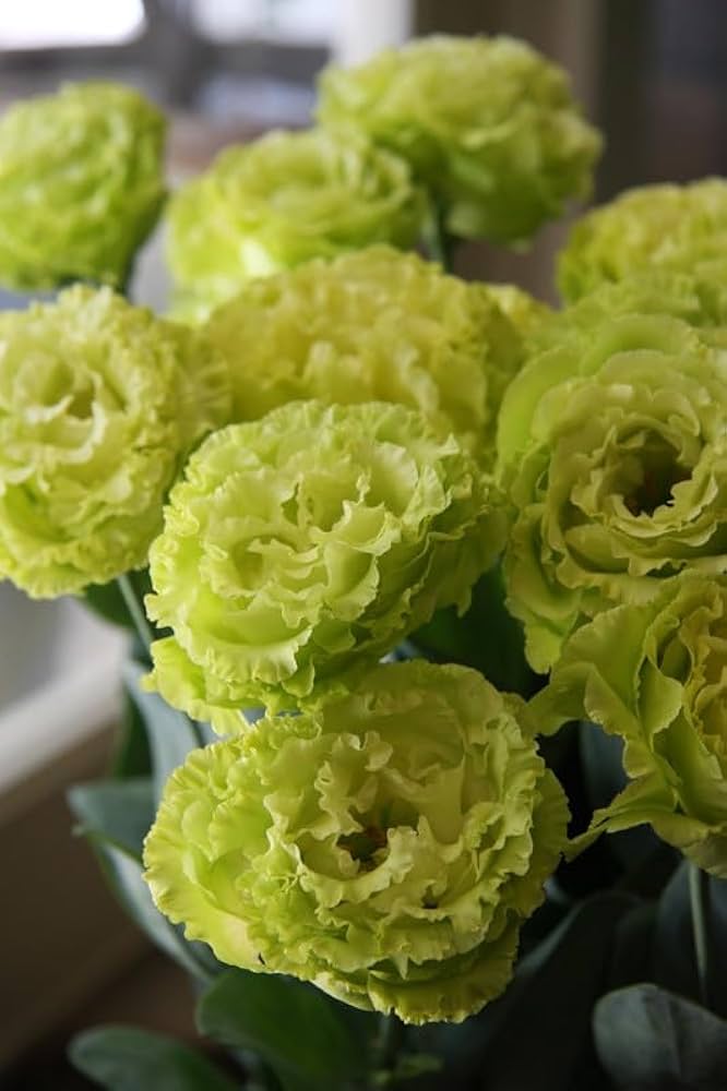 Light Green Lisianthus Flower seeds for Planting - Low Maintenance, Heirloom & GMO Free Seeds for Home Garden