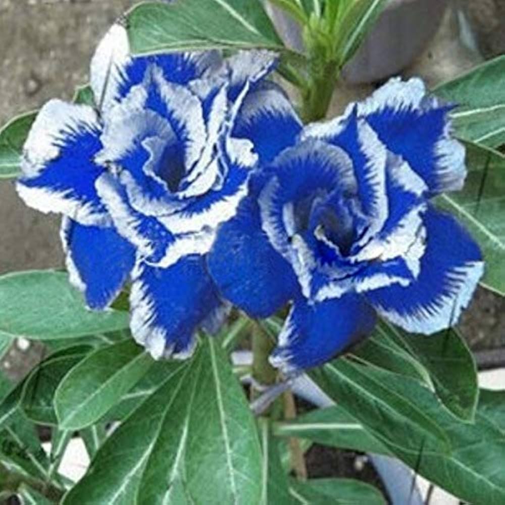 Deep Blue Adenium Obesum Flower seeds for Planting Bright Blooms Heirloom & GMO Free Seeds for Home Garden