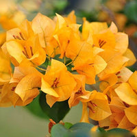 Yellow Bougainvillea Flower seeds for Planting - Pollinator Friendly, Heirloom & GMO Free Seeds for Home Garden
 
 Sale for planting in home garden.